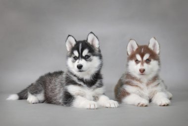 Two Siberian Husky puppies portrait clipart