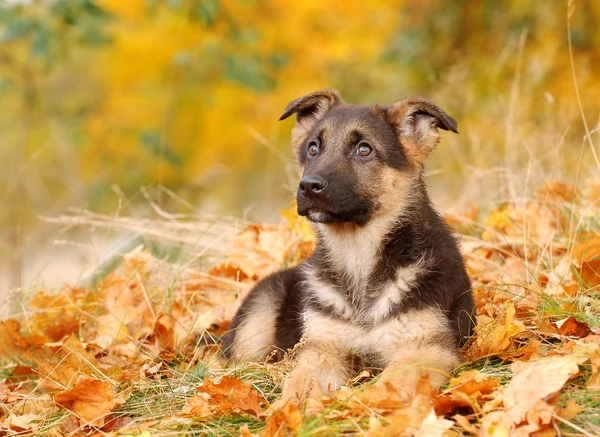 Pequeño perro alemán Shephard cachorro en el paisaje de otoño —  Fotos de Stock