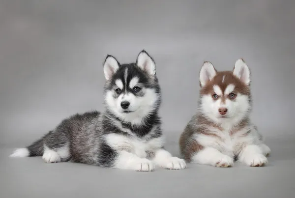 Два щенки Сибірський хаски портрет — стокове фото