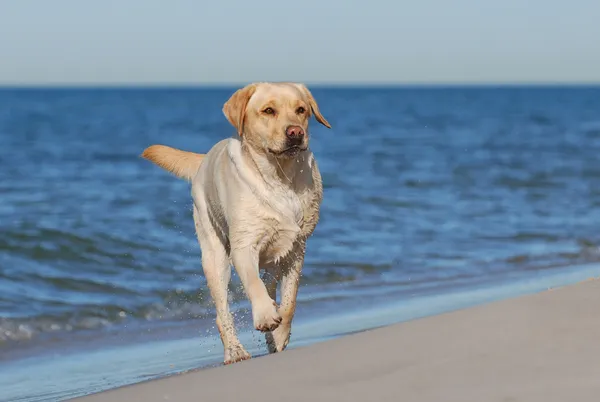 拉布拉多狗在沙滩上 免版税图库照片