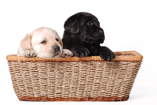 Twee labrador retriever pups portret — Stockfoto