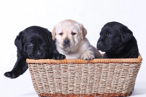 Three labrador puppies portrait — Stock Photo, Image