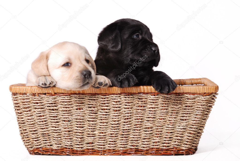 Two labrador retriever puppies portrait