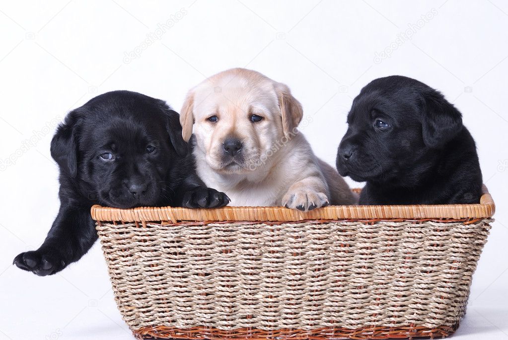 Three labrador puppies portrait