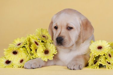 Sarı labrador av köpeği.