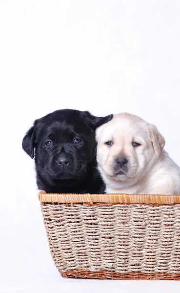 Two labrador retriever puppies portrait — Stock Photo, Image