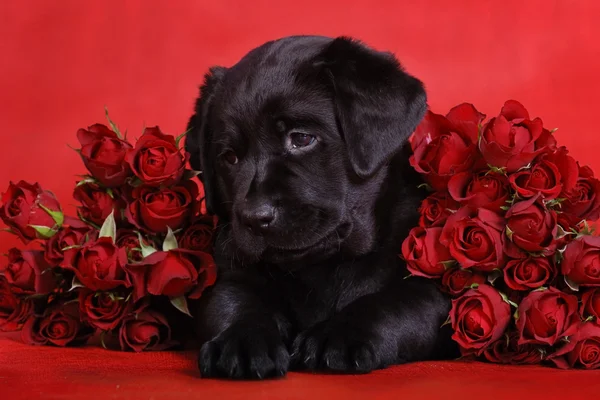 Czarny labrador szczenię z czerwonych róż — Zdjęcie stockowe