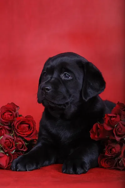 Labrador retriever valp med röda rosor — Stockfoto