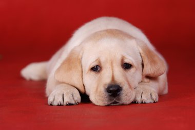 Yellow labrador retriever puppy portrait clipart