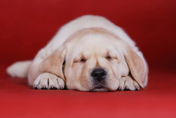 Labrador giallo recupero cucciolo ritratto — Foto Stock