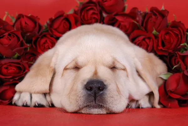 Szczeniak Labrador retriever z czerwonych róż — Zdjęcie stockowe