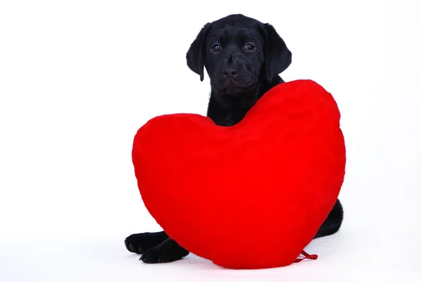 Чёрный лабрадор-ретривер с красным сердцем — стоковое фото
