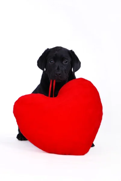 Black Labrador retriever com coração vermelho — Fotografia de Stock