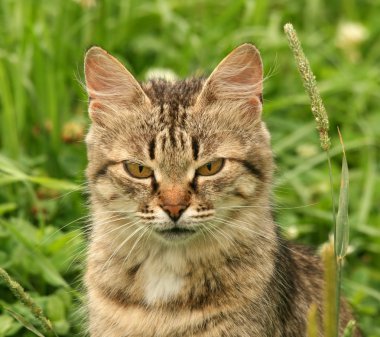 Gri kedi yeşil çimen