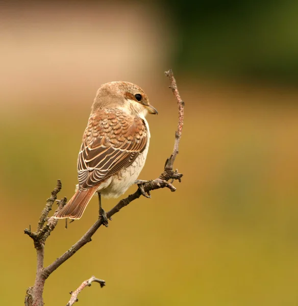 stock image The bird sits on a branch