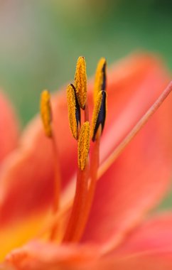 kırmızı bir çiçek stamens