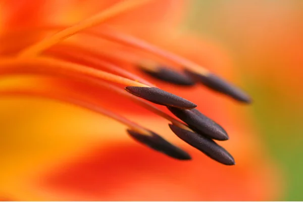 แมคโคร stamens ของลิลลี่สีส้ม — ภาพถ่ายสต็อก
