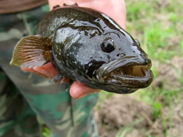 Levande fisk i en hand — Stockfoto