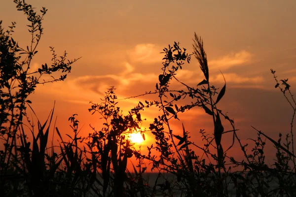 stock image Grass against the sunset sky