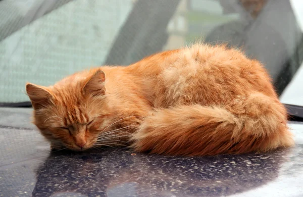 Красная кошка спит на капоте машины — стоковое фото