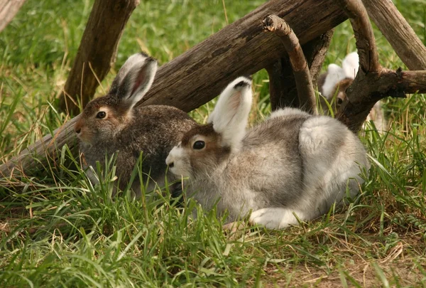 Harer lå i et græs - Stock-foto