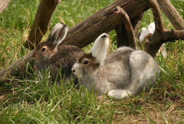 Hares lay in a grass