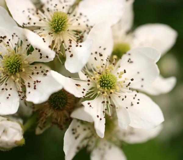 Stock image White flowers on a bush