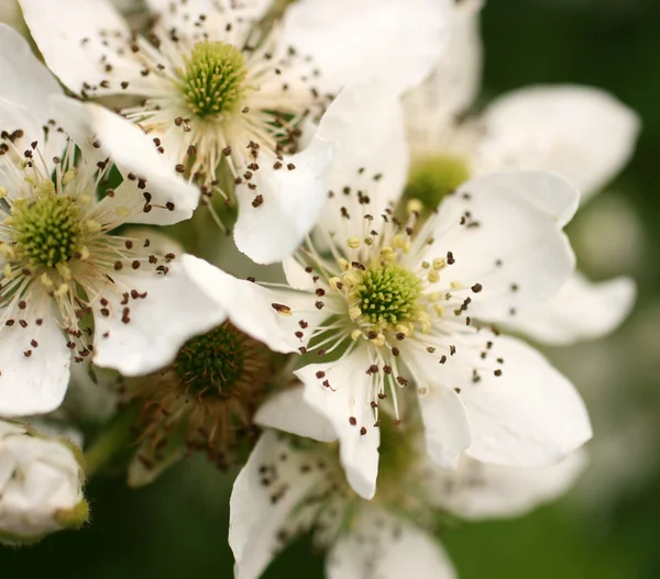 Fleurs blanches sur un buisson Photo De Stock