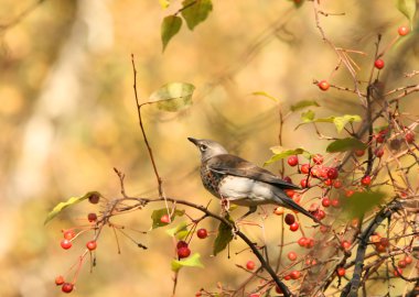 Bird in autumn park clipart