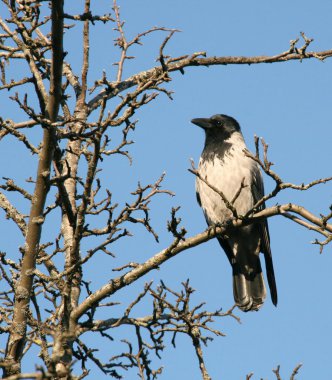 Crow sits on a branch of tree clipart