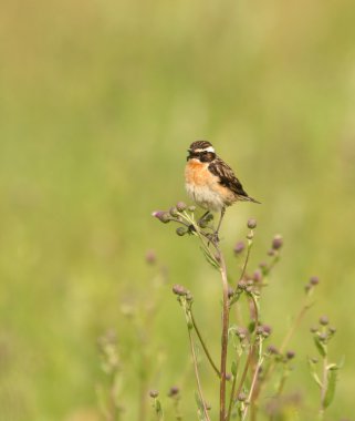 whinchat bir alan çiçek