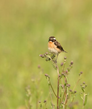 Whinchat on a field flower clipart