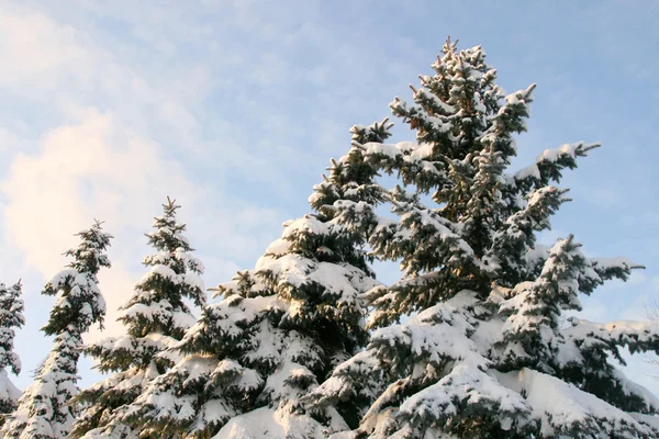 Yüksek kürk-ağaçlarda bir kar — Stok fotoğraf