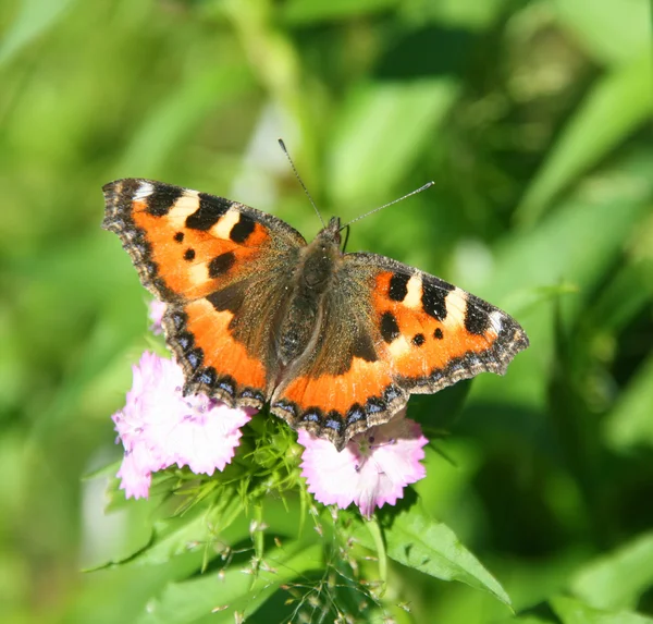 stock image The butterfly on a flower