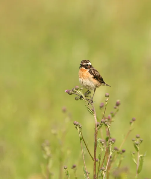 Whinchat on a field flower — Stock Photo, Image