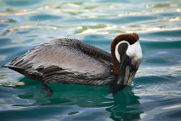 pelikan
