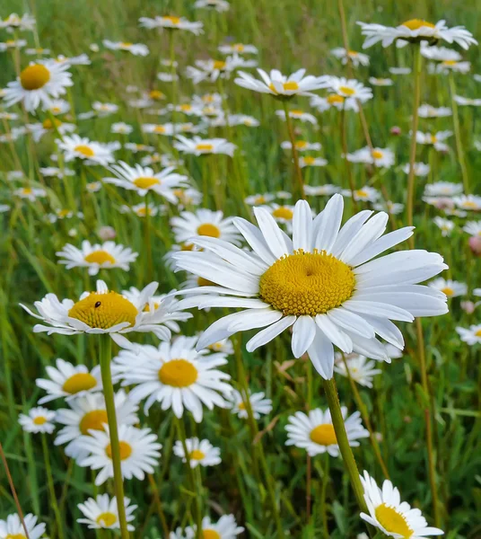 Camomiles yaz alanında