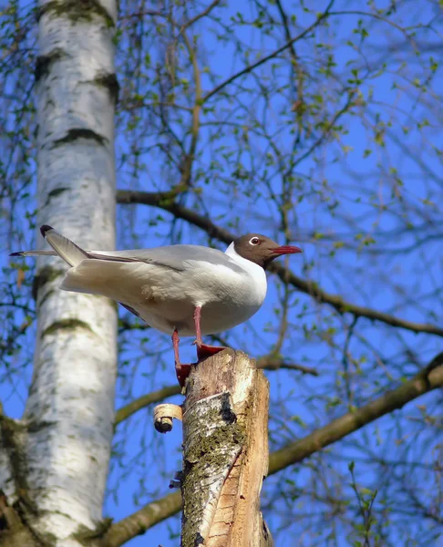 martı bir saplama üzerinde oturur ve görünüyor