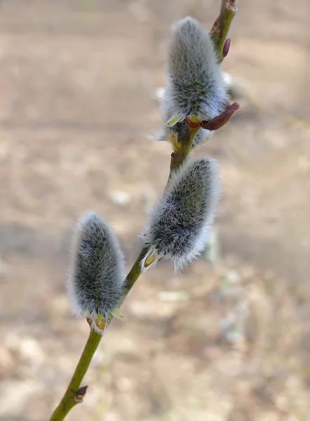 Bahar, taze söğüt Ranch
