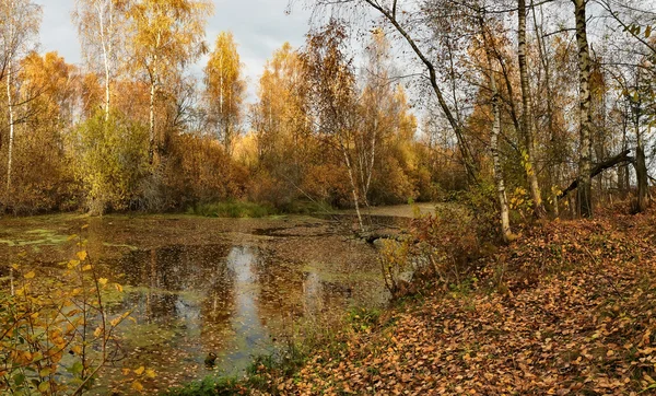 Paisagem de outono de uma lagoa em folha — Fotografia de Stock