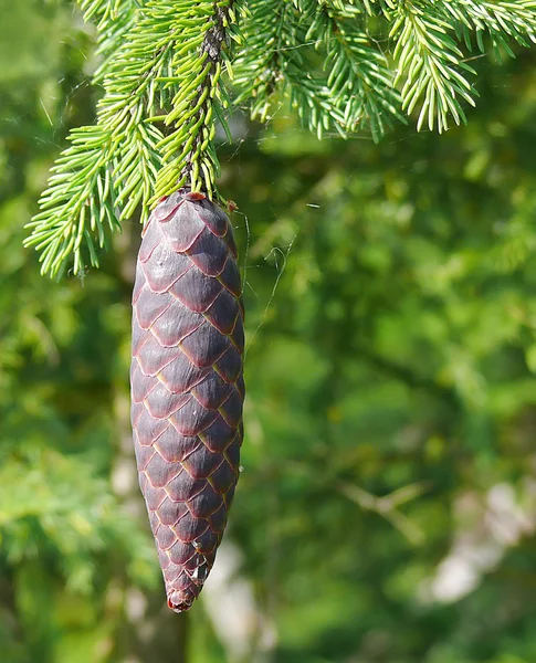 El cono cuelga de una rama en una ba verde — Foto de Stock