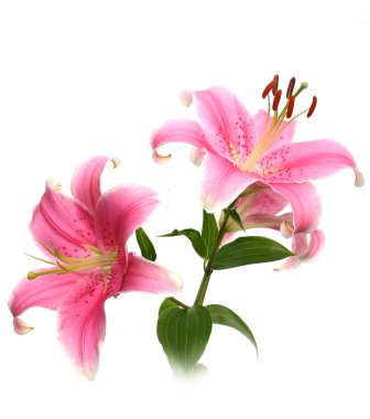 Flower of a pink lily clipart