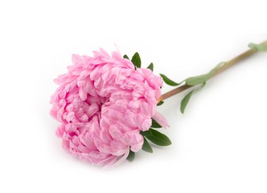 Aster on a white background clipart