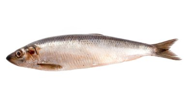 Herring with scales clipart
