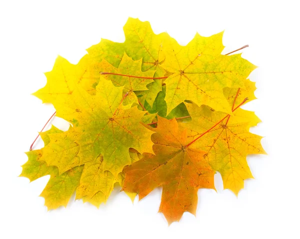 Bright leaves on white background — Stock Photo, Image