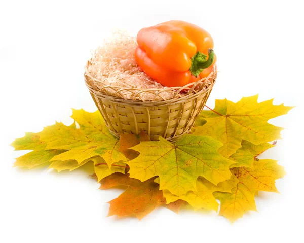 akçaağaç sonbahar yaprakları