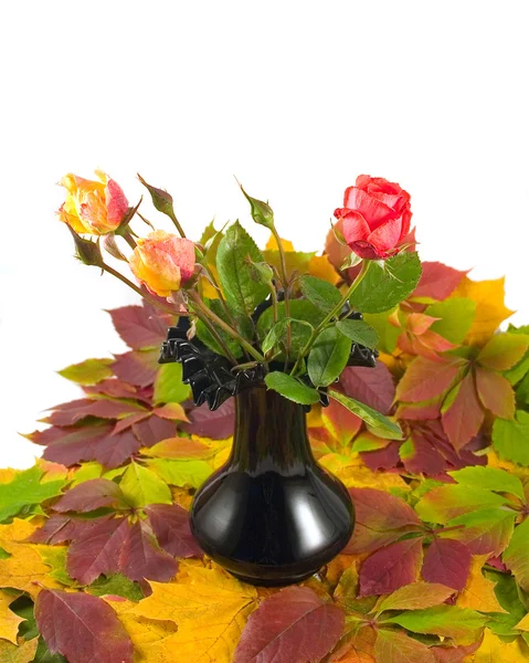 Autumn roses — Stock Photo, Image