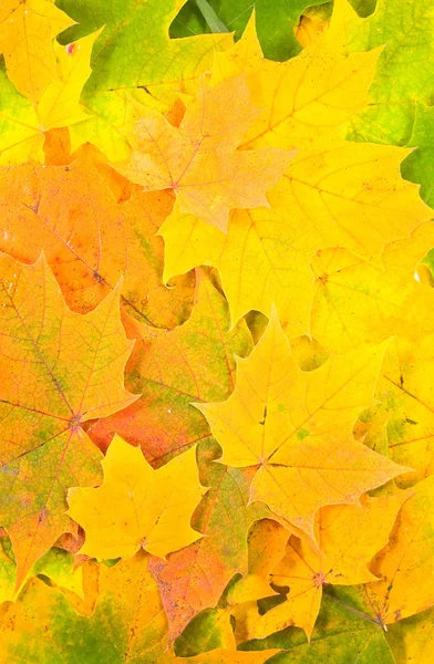 Background from autumn maple leaves — Stock Photo, Image