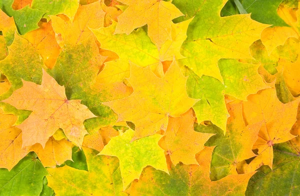 Pozadí od žluté zelené listy — Stock fotografie
