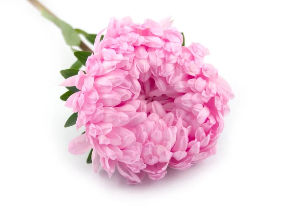 Krásné květiny aster — Stock fotografie